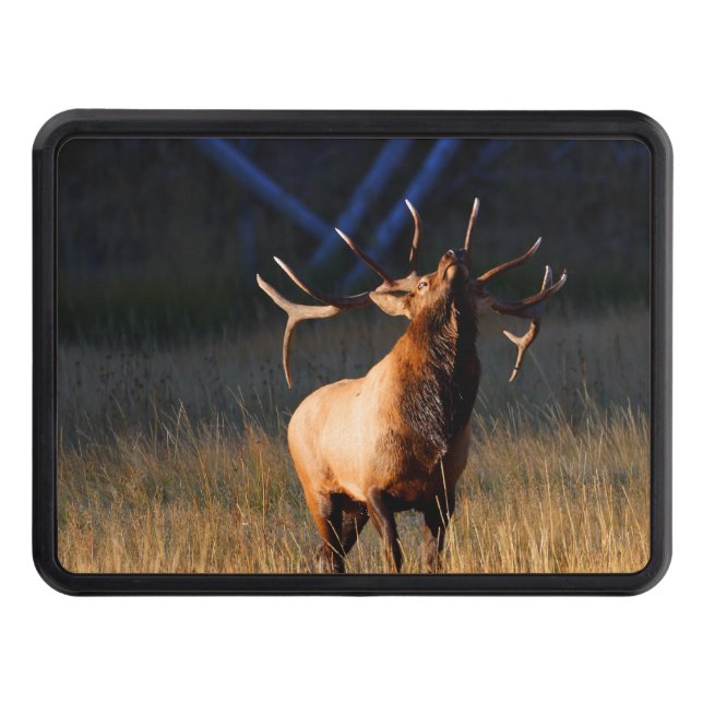 Bull Elk with Head Back Trailer Hitch Cover (Front)