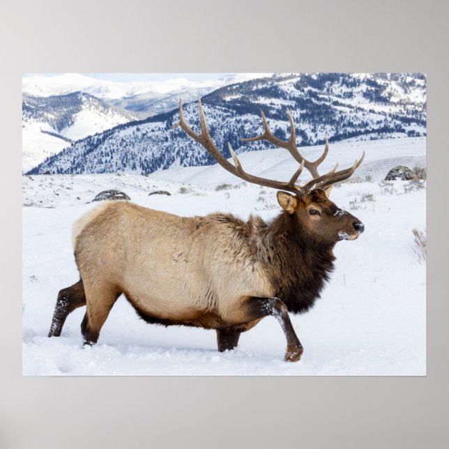 Bull Elk | Wyoming Poster (Front)