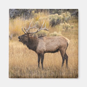 Bull Elk Yellowstone National Park Magnet