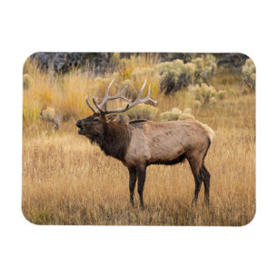 Bull Elk   Yellowstone National Park Magnet