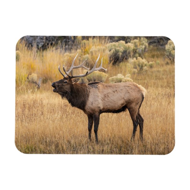Bull Elk | Yellowstone National Park Magnet (Horizontal)