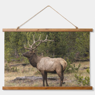 Bull Elk Yellowstone National Park, Wyoming Hanging Tapestry