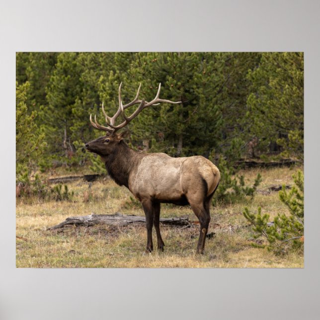 Bull Elk Yellowstone National Park, Wyoming Poster (Front)