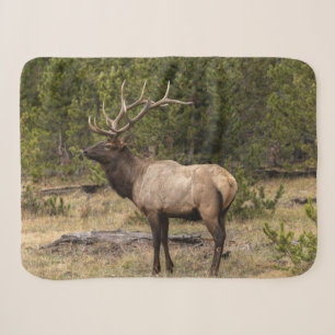 Bull Elk Yellowstone National Park, Wyoming Sherpa Blanket
