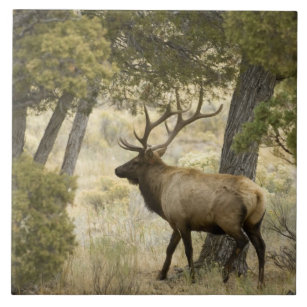 Bull Elk, Yellowstone National Park, Wyoming, Tile