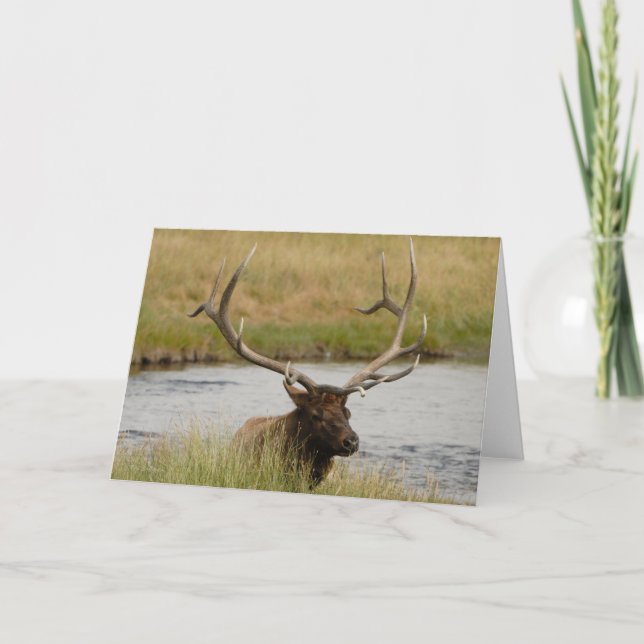 Bull Elk Yellowstone Thank You Card (Front)