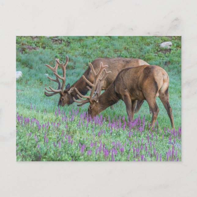 Bull Elks Rocky Mountain National Park, Colorado Postcard (Front)