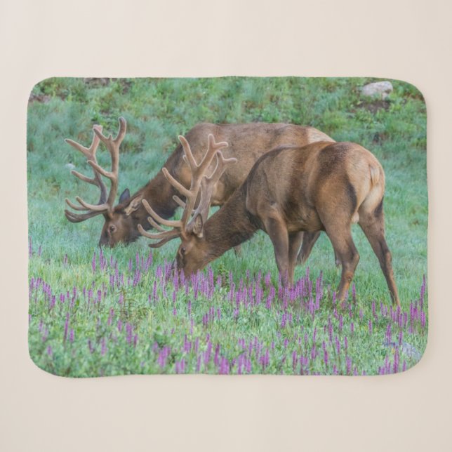 Bull Elks Rocky Mountain National Park, Colorado Sherpa Blanket (Front (Horizontal))
