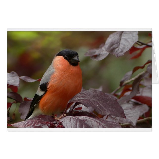 Bull Finch (Devant horizontal)