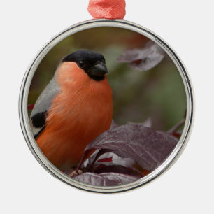 Bull Finch Metal Ornament