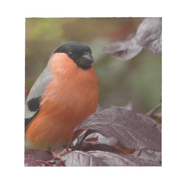 Bull Finch Notepad (Front)