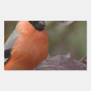 Bull Finch Sticker