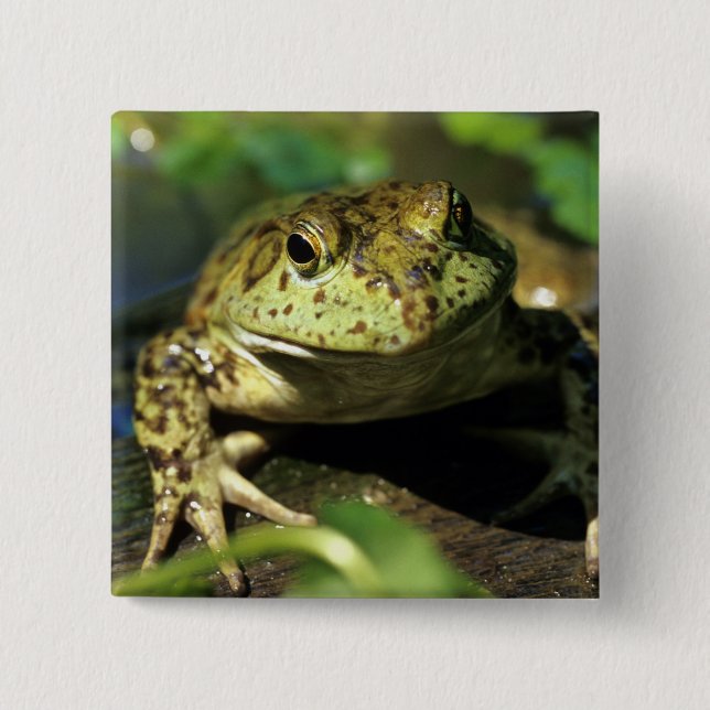 Bull frog. 2 inch square button (Front)