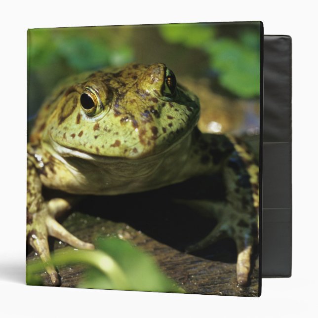 Bull frog. binder (Front/Inside)
