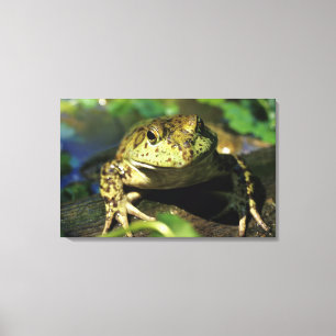 Bull frog. canvas print