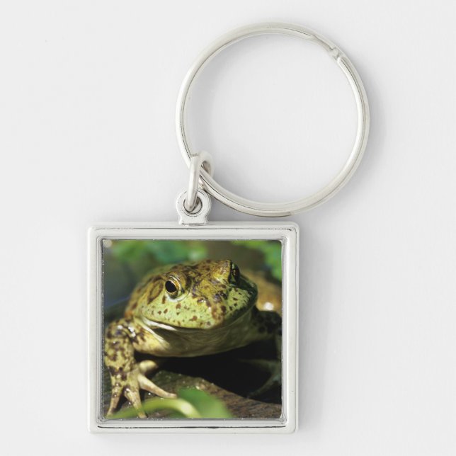 Bull frog. keychain (Front)