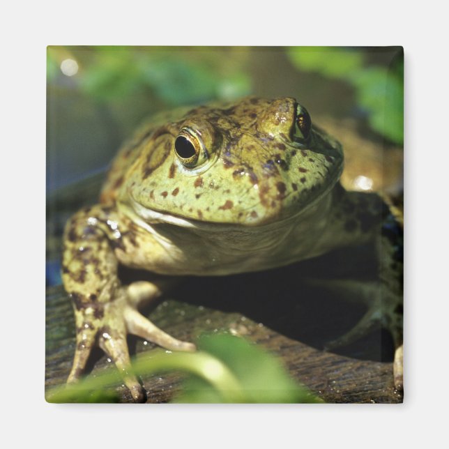 Bull frog. magnet (Front)