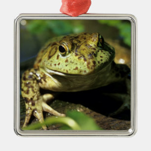 Bull frog. metal ornament