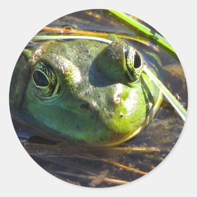 Bull Frog Stickers (Front)
