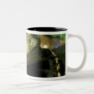 Bull frog. Two-Tone coffee mug