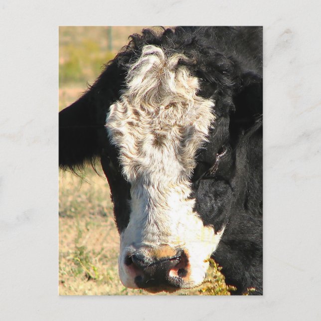 Bull Handsome Postcard (Front)