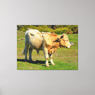 Bull in Madeira Canvas Print