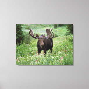Bull moose Alces alces) in wildflowers, Canvas Print