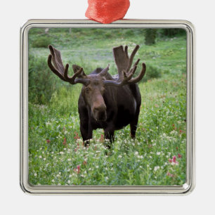 Bull moose Alces alces) in wildflowers, Metal Ornament