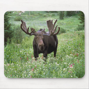 Bull moose Alces alces) in wildflowers, Mouse Pad