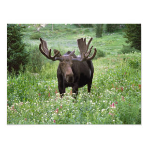 Bull moose Alces alces) in wildflowers, Photo Print