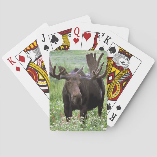 Bull moose Alces alces) in wildflowers, Playing Cards (Back)