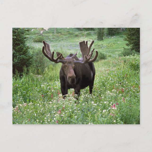 Bull moose Alces alces) in wildflowers, Postcard (Front)