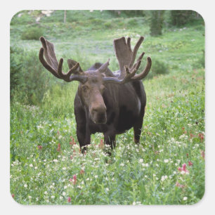 Bull moose Alces alces) in wildflowers, Square Sticker