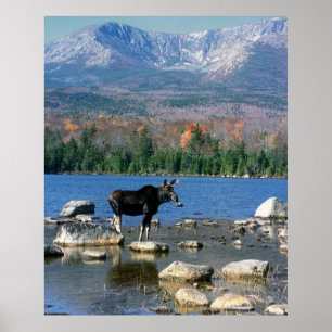 Bull Moose and Mount Katahdin Poster