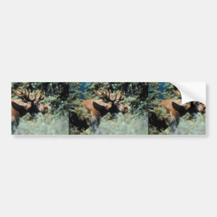 Bull moose bumper sticker