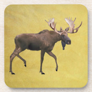 Bull Moose Coaster