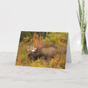 Bull Moose Denali National Park, Alaska Card