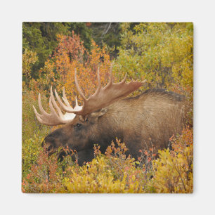 Bull Moose Denali National Park, Alaska Magnet