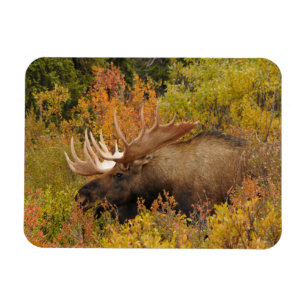 Bull Moose Denali National Park, Alaska Magnet