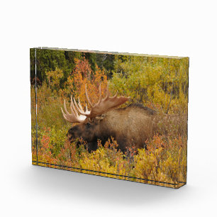 Bull Moose   Denali National Park, Alaska Photo Block
