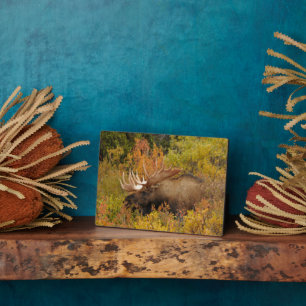 Bull Moose Denali National Park, Alaska Plaque