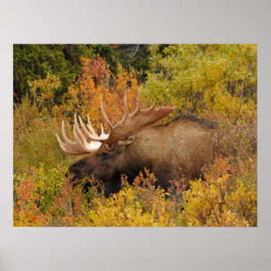 Bull Moose Denali National Park, Alaska Poster