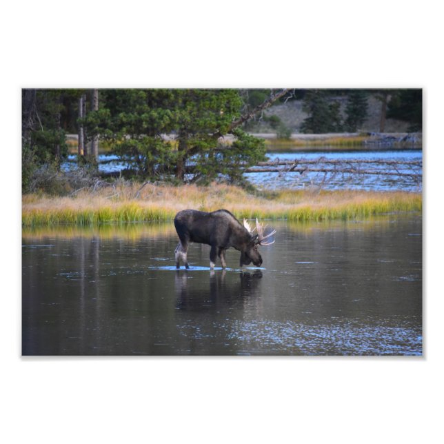 Bull Moose Drinking in Sprague Lake, Colorado Photo Print (Front)