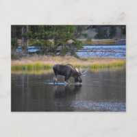 Bull Moose Drinking in Sprague Lake, Colorado