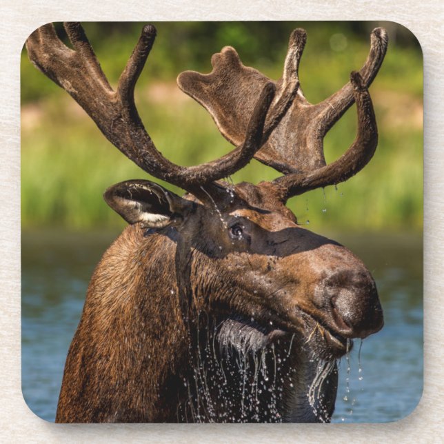 Bull moose feeding in Glacier National Park Coaster (Front)