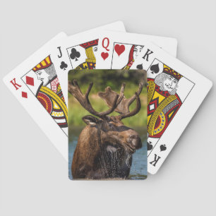 Bull moose feeding in Glacier National Park Playing Cards