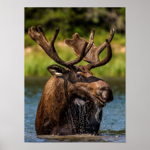 Bull moose feeding in Glacier National Park Poster