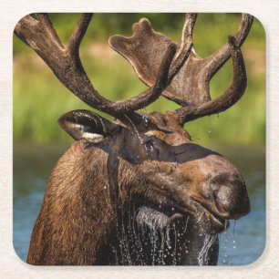 Bull moose feeding in Glacier National Park Square Paper Coaster