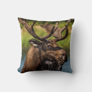 Bull moose feeding in Glacier National Park Throw Pillow