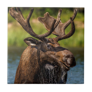 Bull moose feeding in Glacier National Park Tile